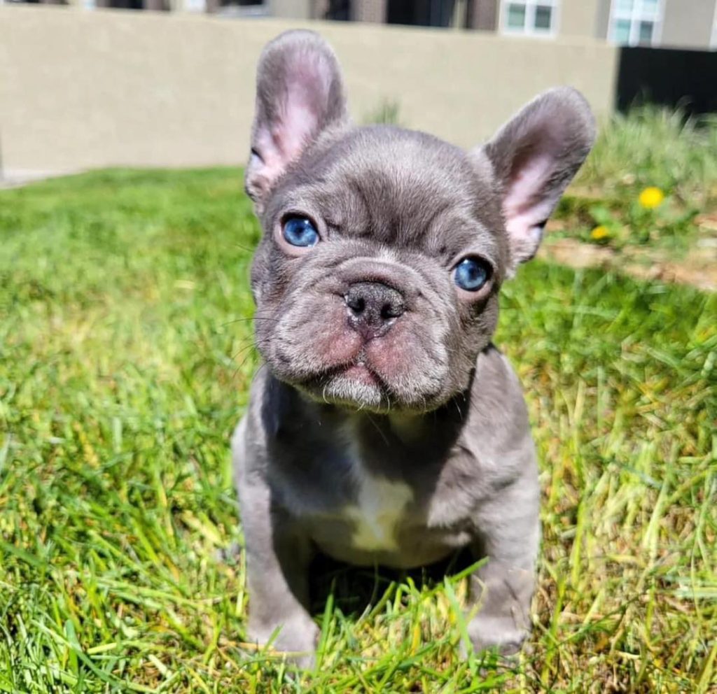 Allie Female French bulldog