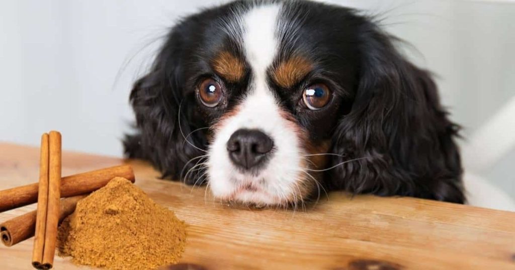 Can Dogs Eat Cinnamon Exploring The Risks And Benefits