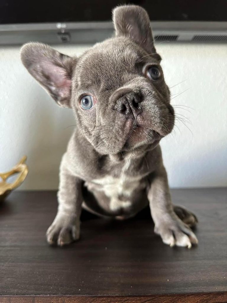 Dobbie Female French bulldog