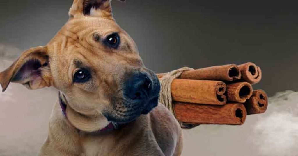 How to Safely Add Cinnamon to Your Dog's Diet