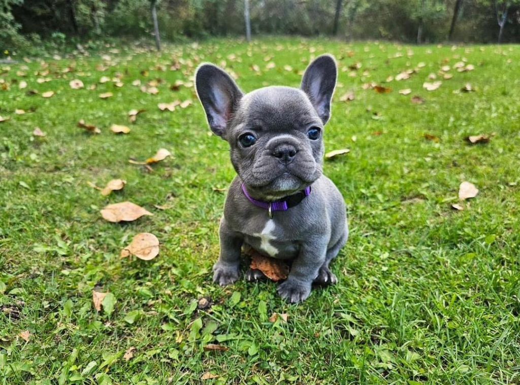 Kallie Female French bulldog puppy for sale