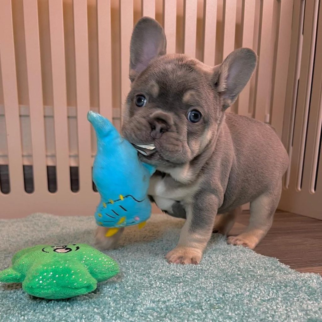 Male French bulldog puppy for sale