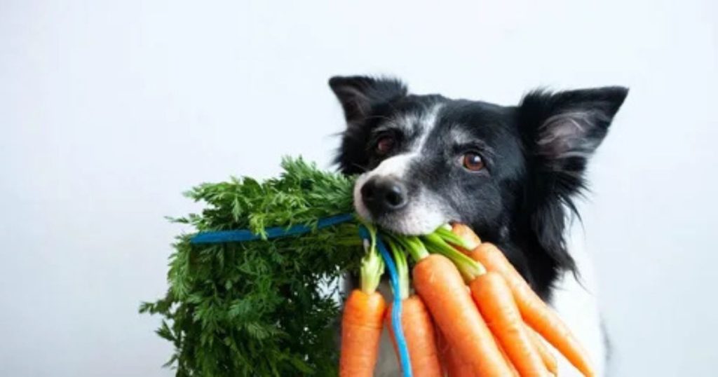 Safe Vegetables for Dogs