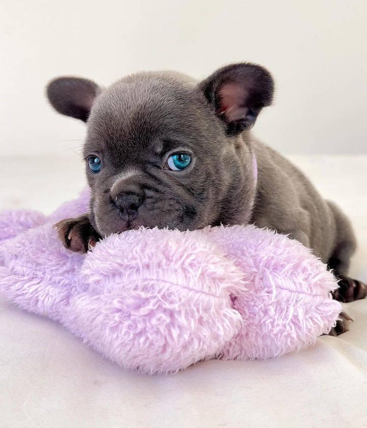 Female French bulldog puppy