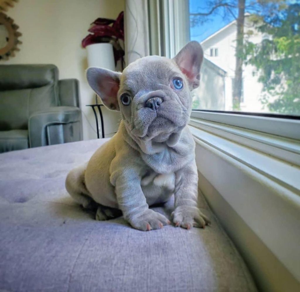 Male French bulldog puppy