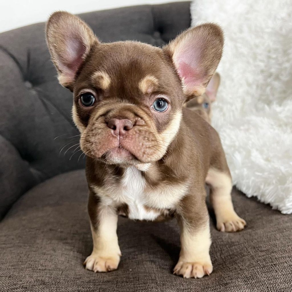 Male French bulldog puppy