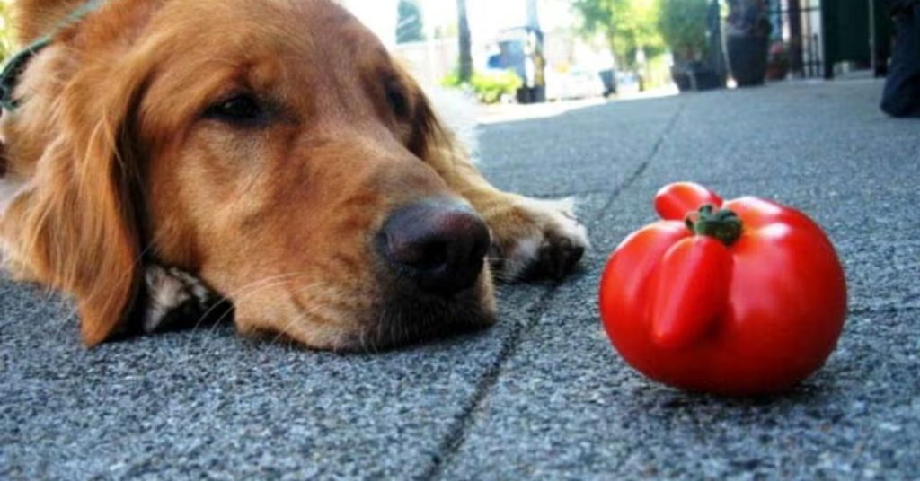 Can Dogs Eat Tomatoes