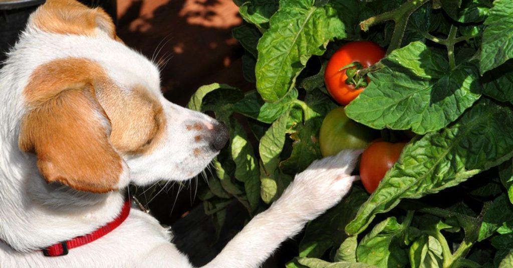 Can Dogs Eat Tomatoes