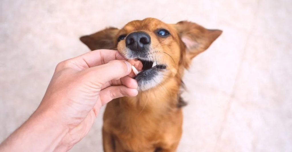 Carprofen for Dogs