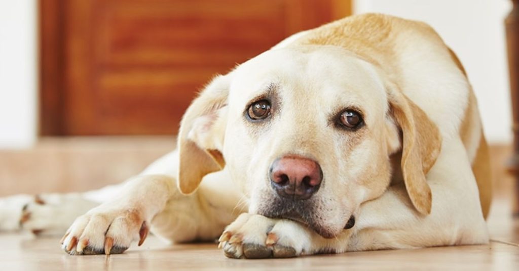 Carprofen for Dogs