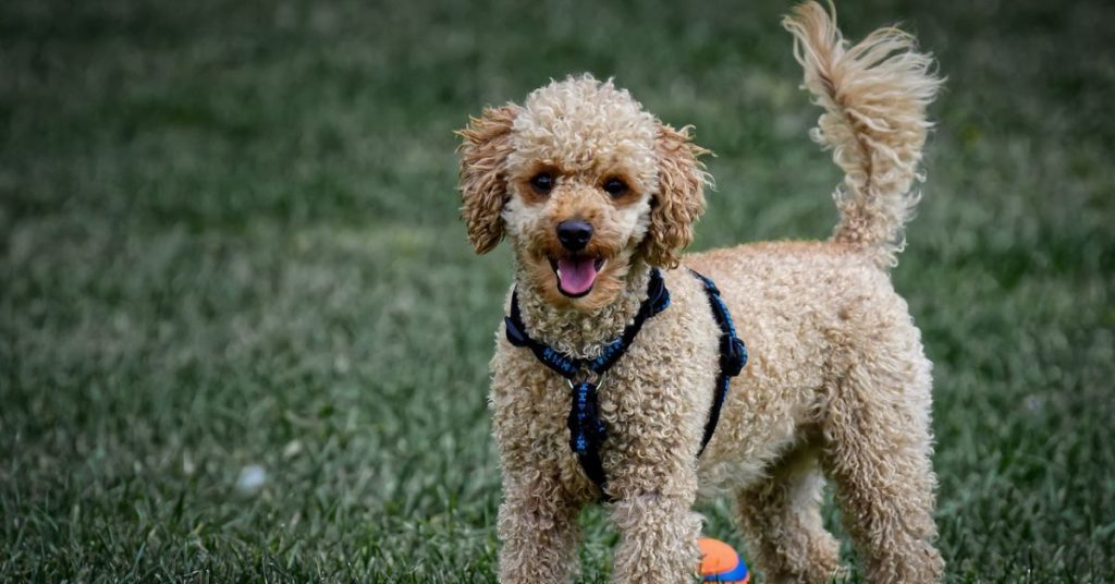 standard poodle growth chart