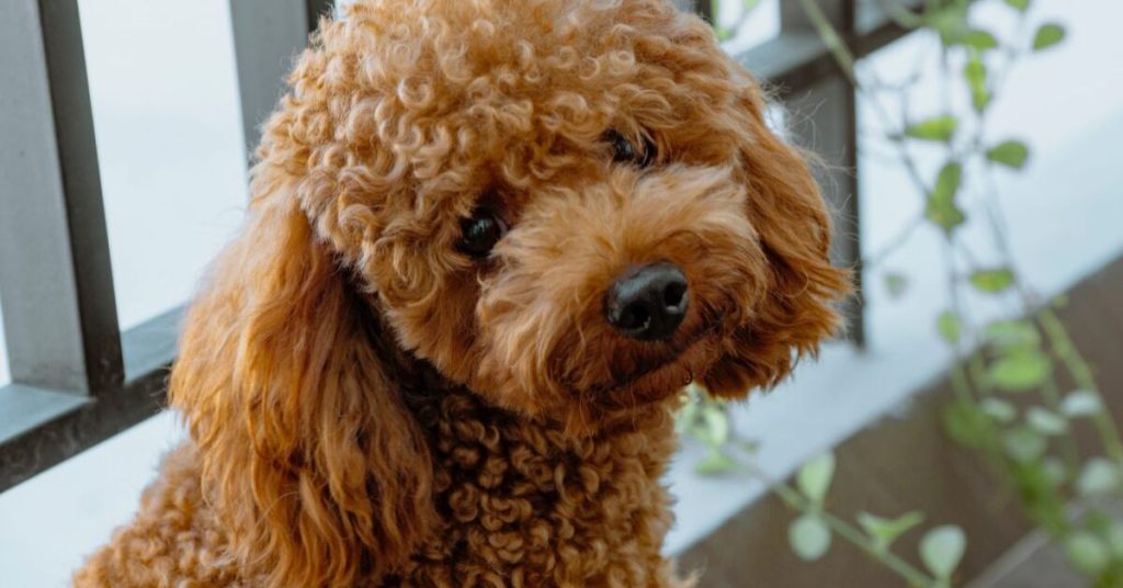 standard poodle growth chart