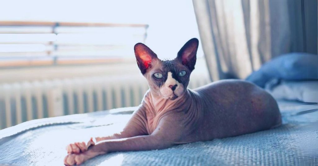 sphinx cat