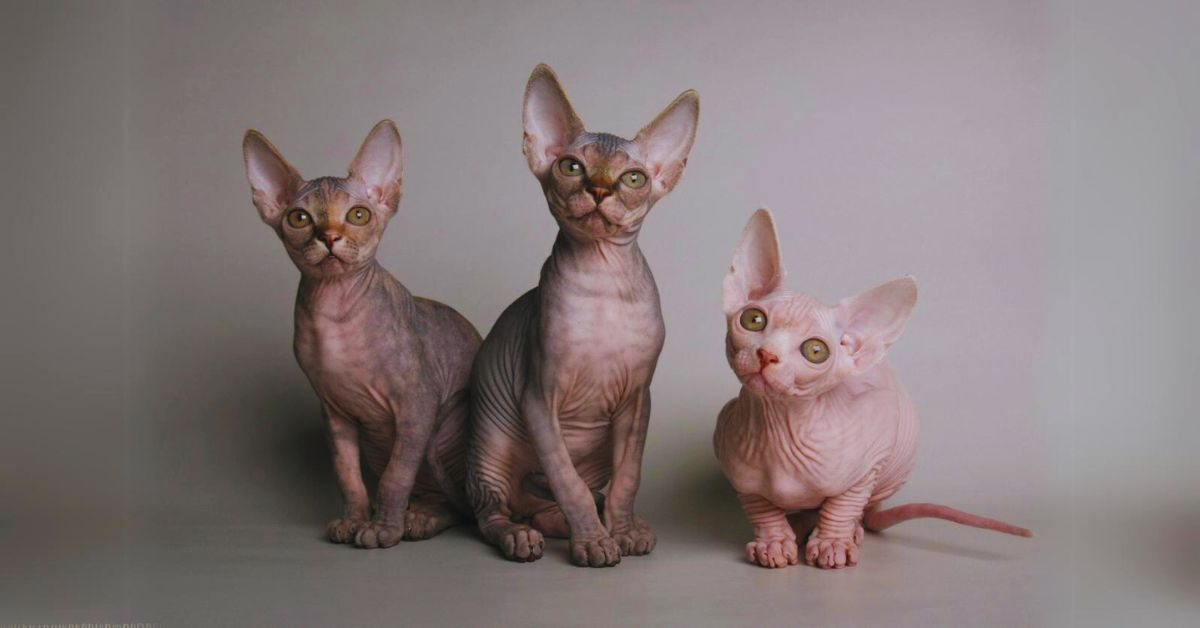 How much is a Sphynx Cat