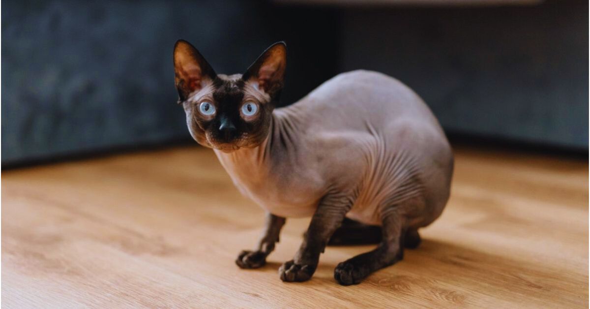 Hairless Cat with Hair Breeds