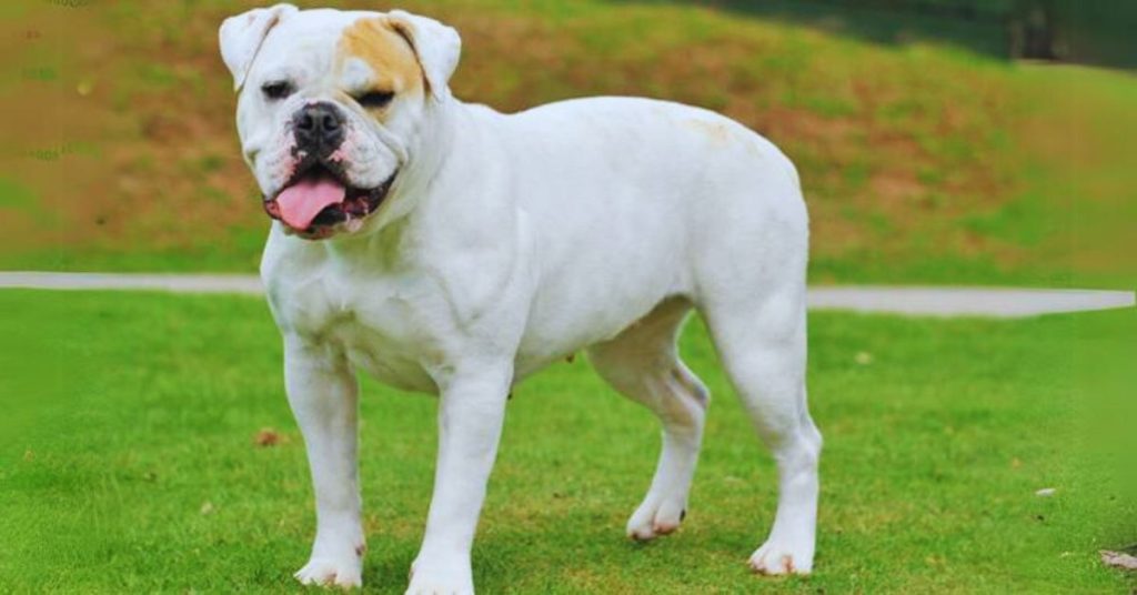 american bulldog breed