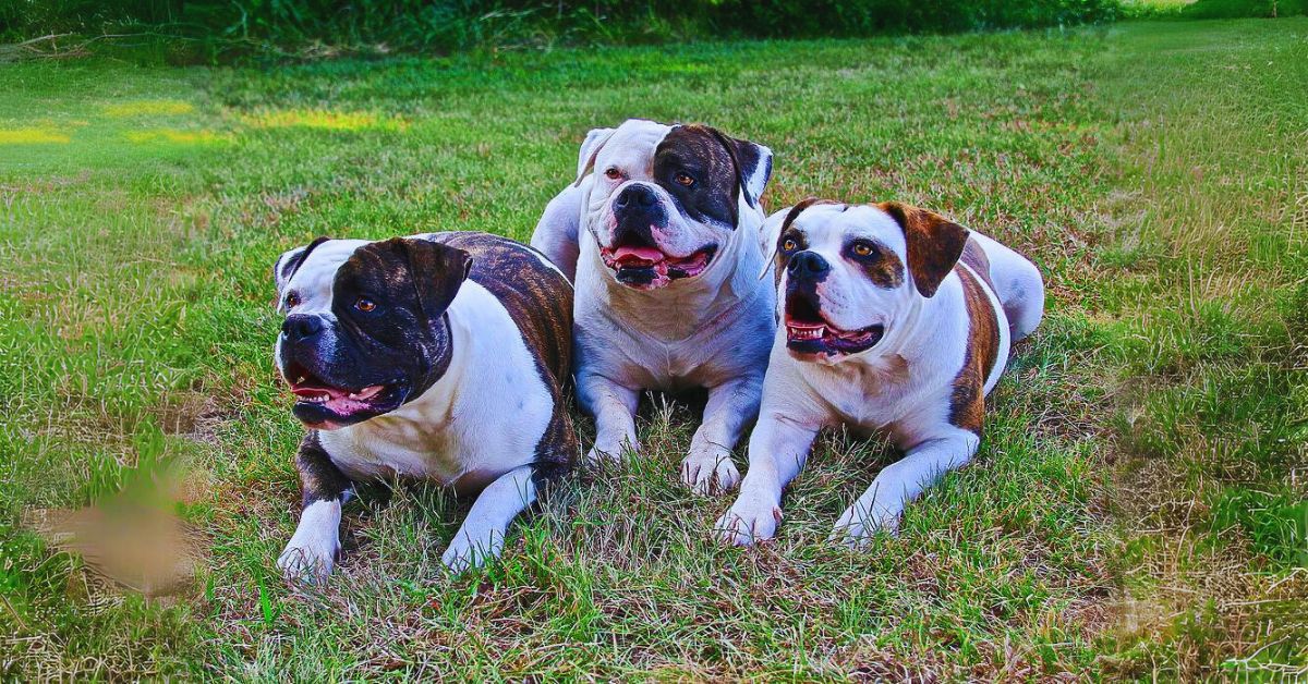 How long does a American Bulldog Live?