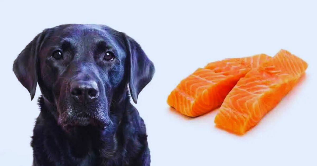 Can Dogs Eat Raw Tuna Fish?