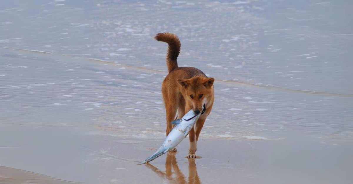 Can Dogs Eat Canned Tuna in Water?