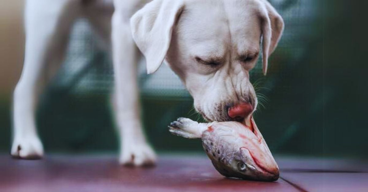 Can Dogs Die From Eating Tuna?