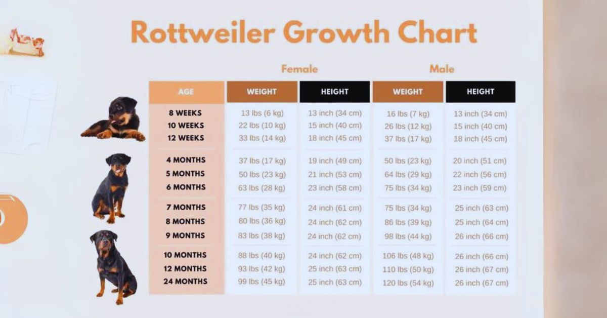 How much bigger will my Growth Chart for Rottweiler be?