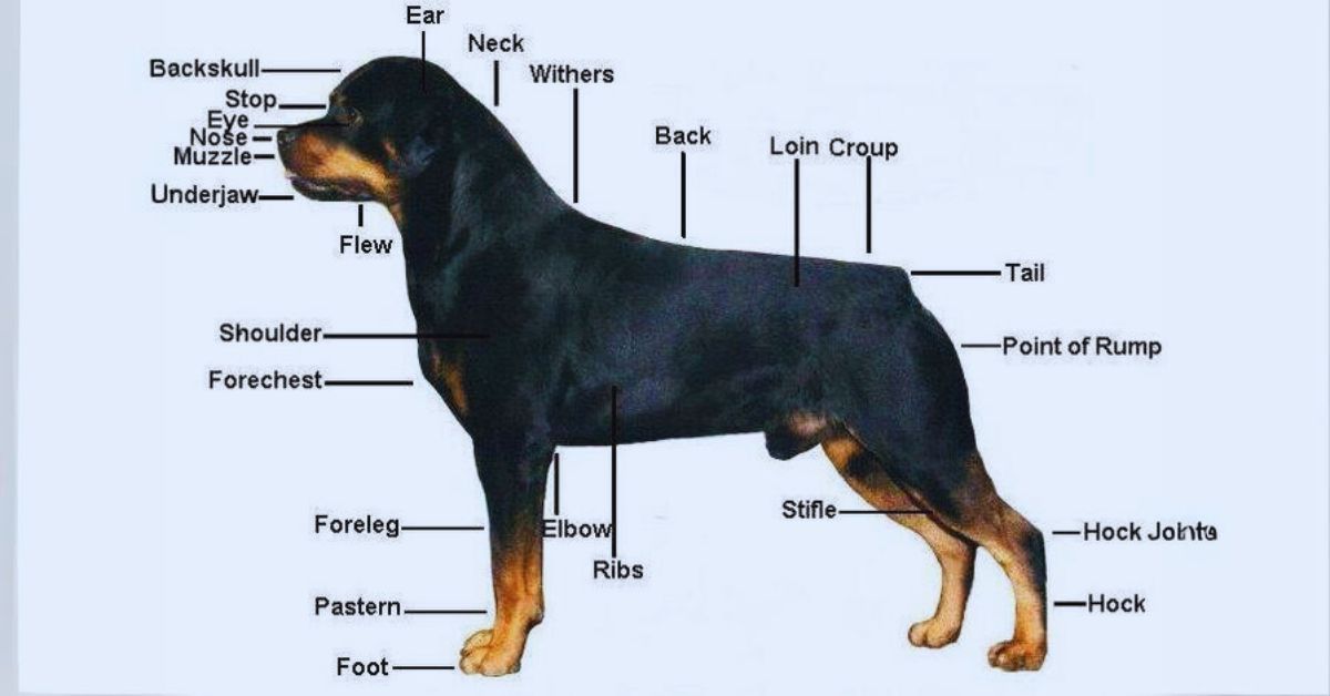 Factors Affecting the Size of Big Dogs Rottweiler