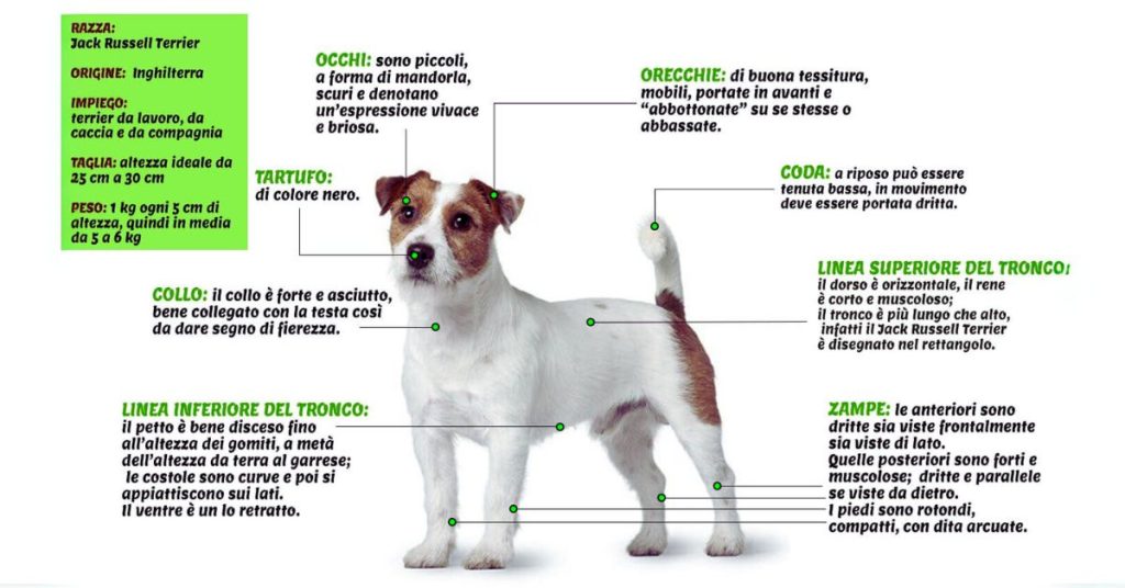 jack russell terrier growth chart