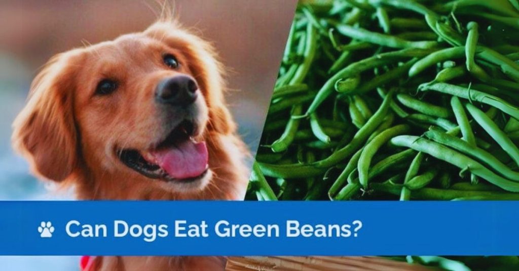 can dogs eat fresh green beans