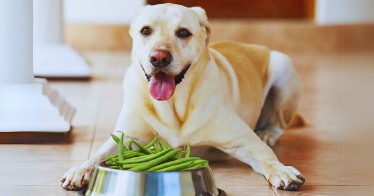 Is the Green Bean Diet Safe for Dogs?
