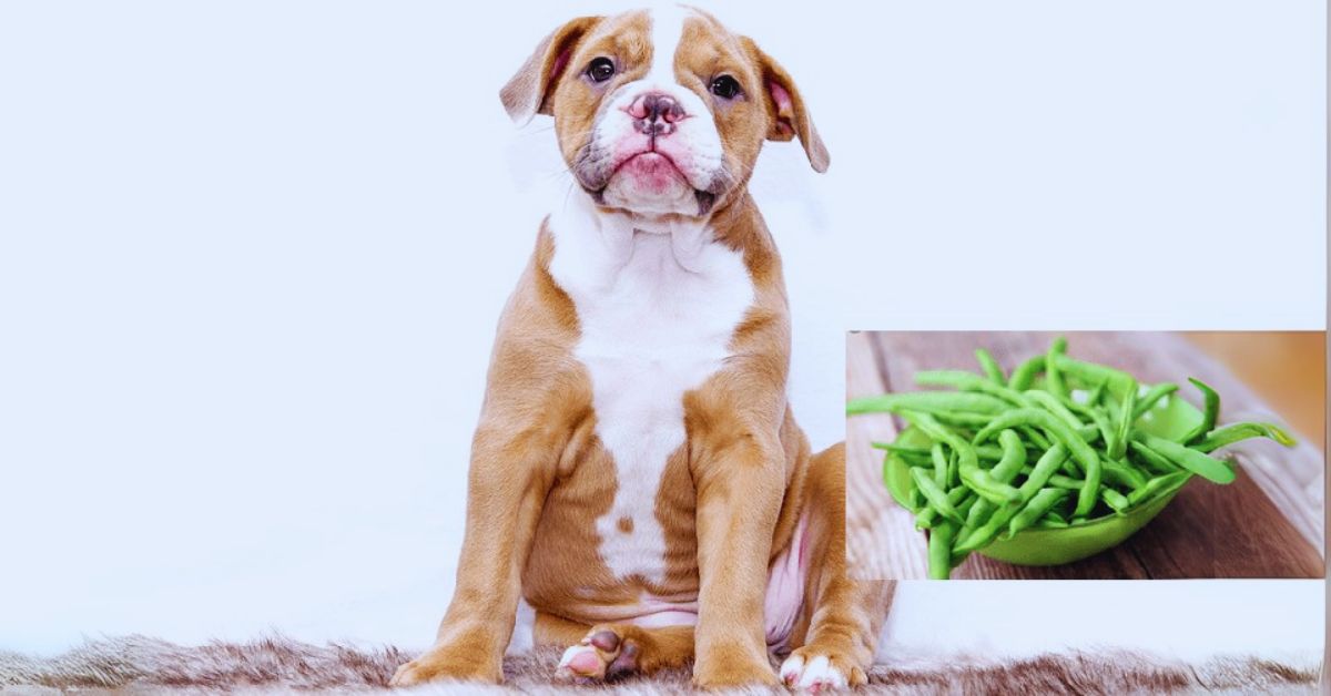Are Green Beans Okay for Dogs