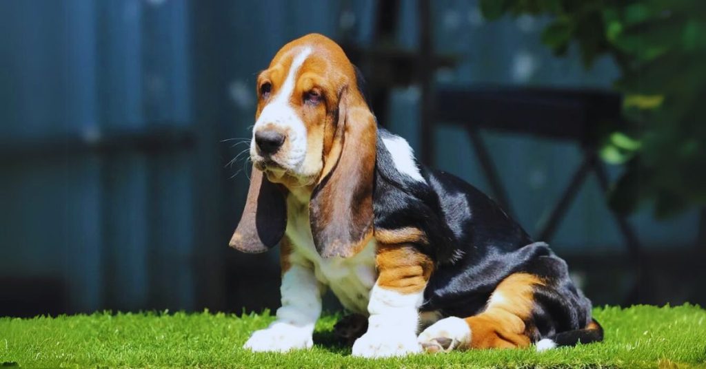 Basset Hound Health