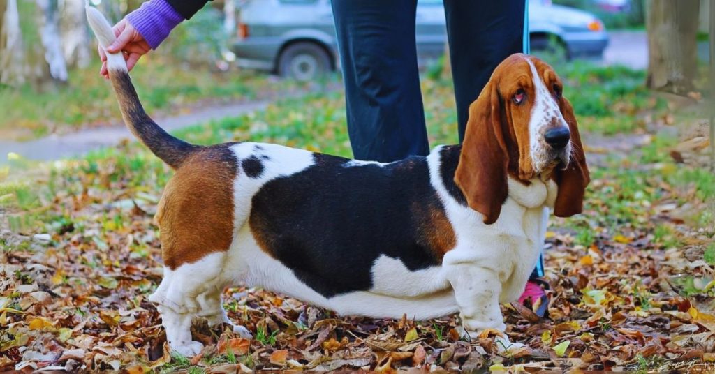 Basset Hound Breed Highlights