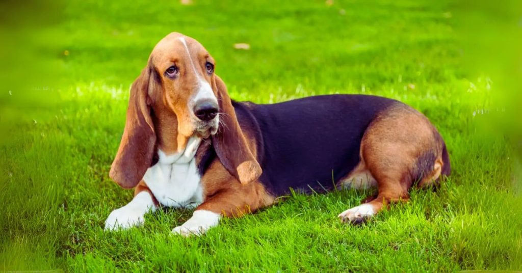 Basset Hound Coat Color And Grooming