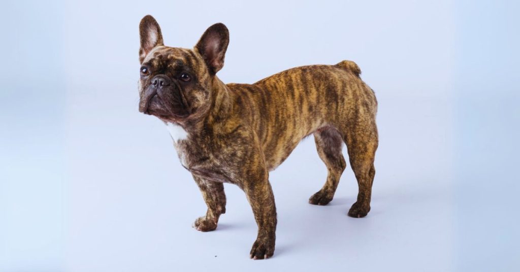 brindle french bulldog