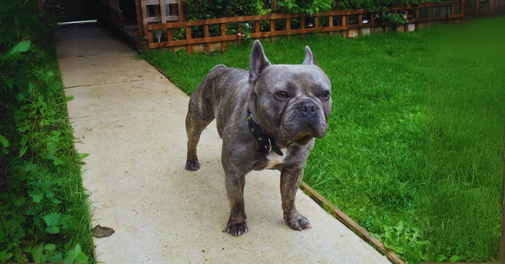 Overweight French Bulldog