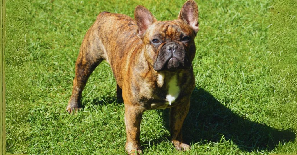 Brindle French Bulldog