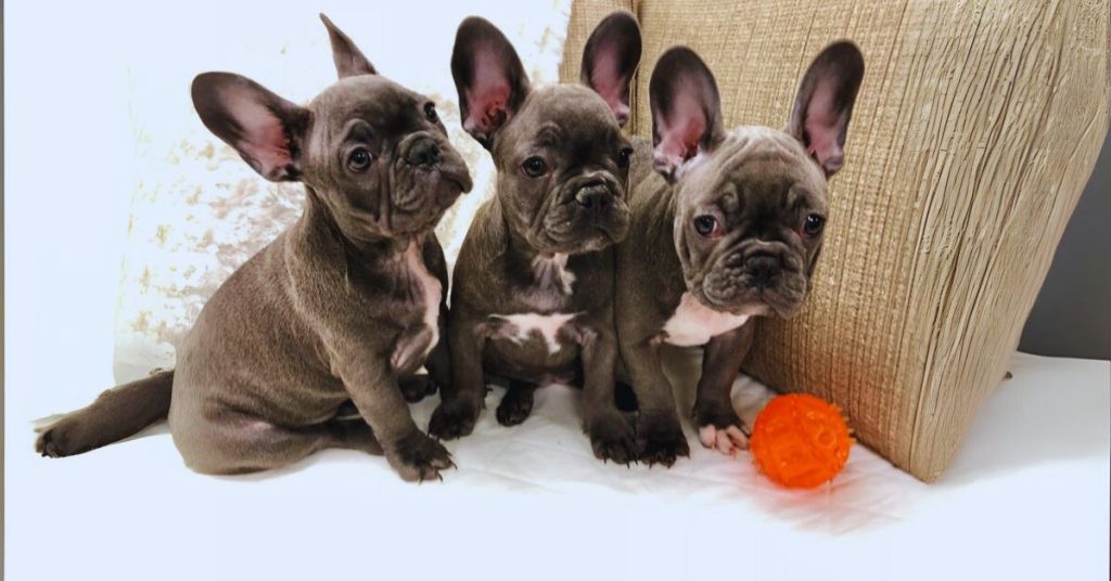 Best Names for a French Bulldog Adoption Near Me