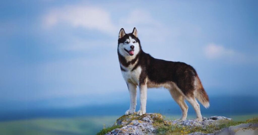 siberian husky growth chart