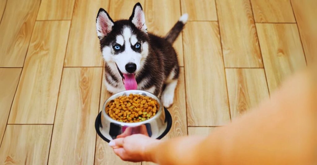 Provide Proper Nutrition for Your Husky Growth Chart