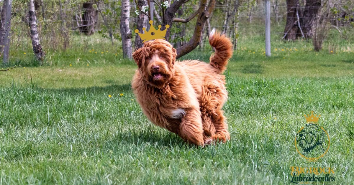 how big do labradoodles get