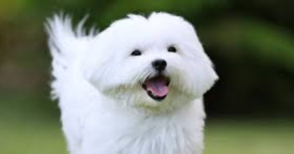 maltese hypoallergenic