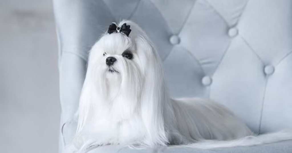 maltese hypoallergenic