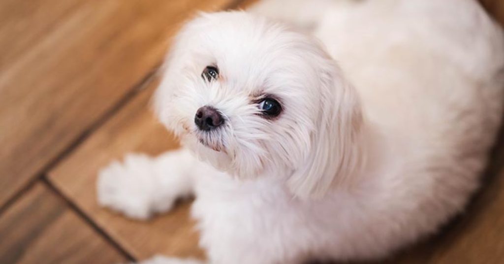 maltese hypoallergenic