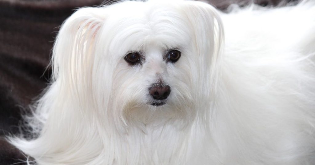 maltese hypoallergenic