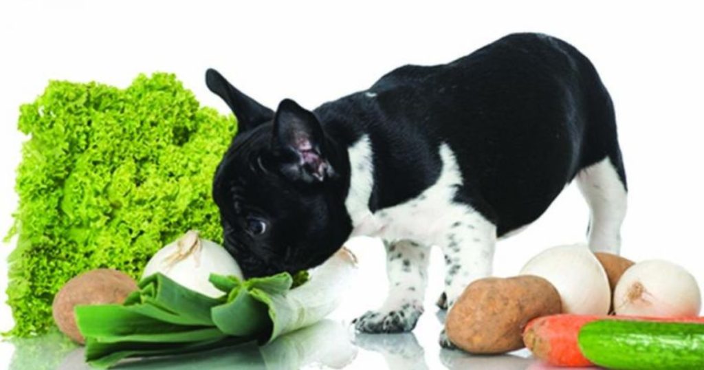 What Vegetables Can Dogs Eat A Complete List