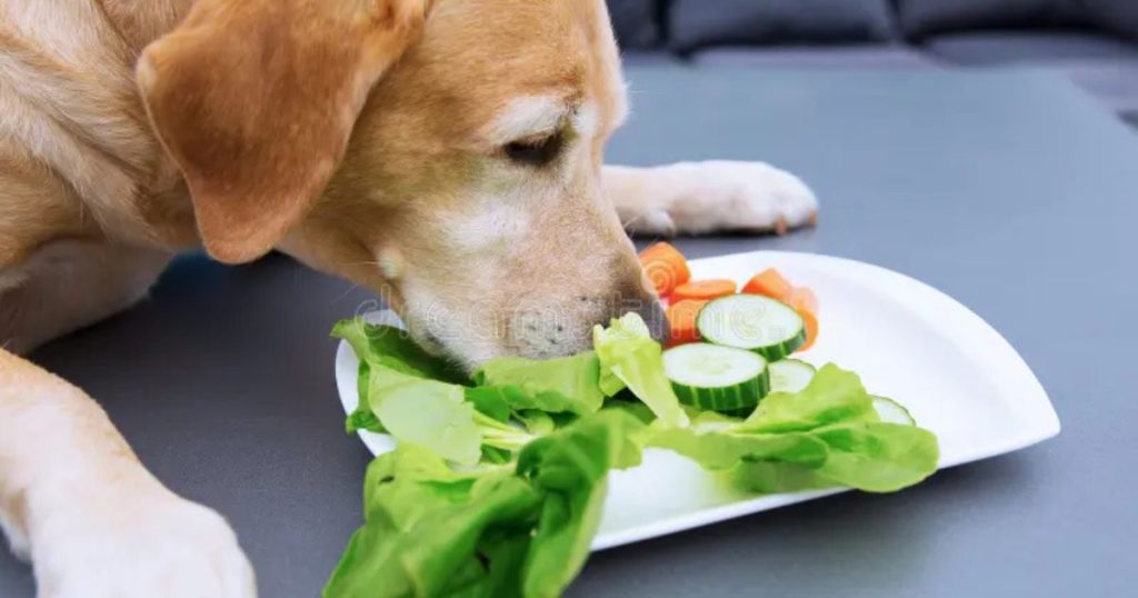 Why Should Dogs Eat Vegetables