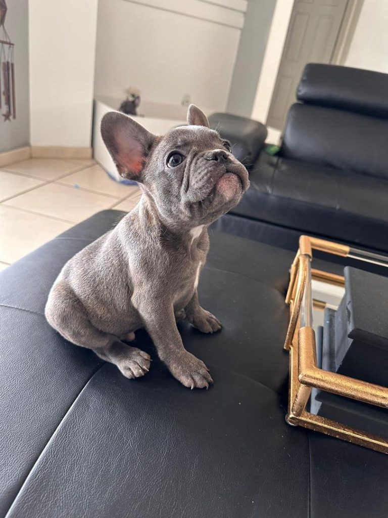 Male French bulldog puppy for sale